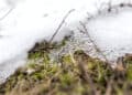 neve sciolta 120x86 - Previsione meteo Como: sole e nuvole oggi, arriva la pioggia domani
