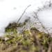 neve sciolta 75x75 - Meteo della Lombardia invernale, nebbia, pioggia e neve forte