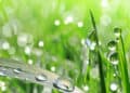 rugiada 120x86 - Meteo Milano: nubi sparse in arrivo, tempo incerto nei prossimi giorni