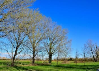 03 25 scoppia la primavera 1 350x250 - METEO: che caldo fa! Valori da inizio giugno!
