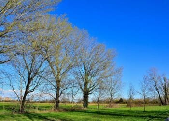 03 25 scoppia la primavera 1 350x250 - METEO: in arrivo una FORTE ALTA PRESSIONE. Le conseguenze