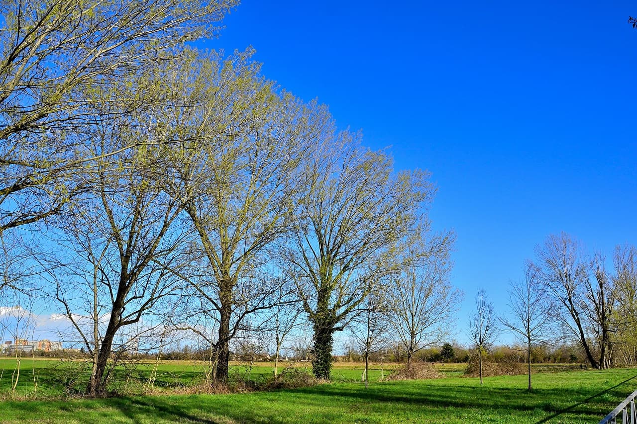 03 25 scoppia la primavera 1 - METEO: ecco la PRIMAVERA! Vediamo qualche immagine