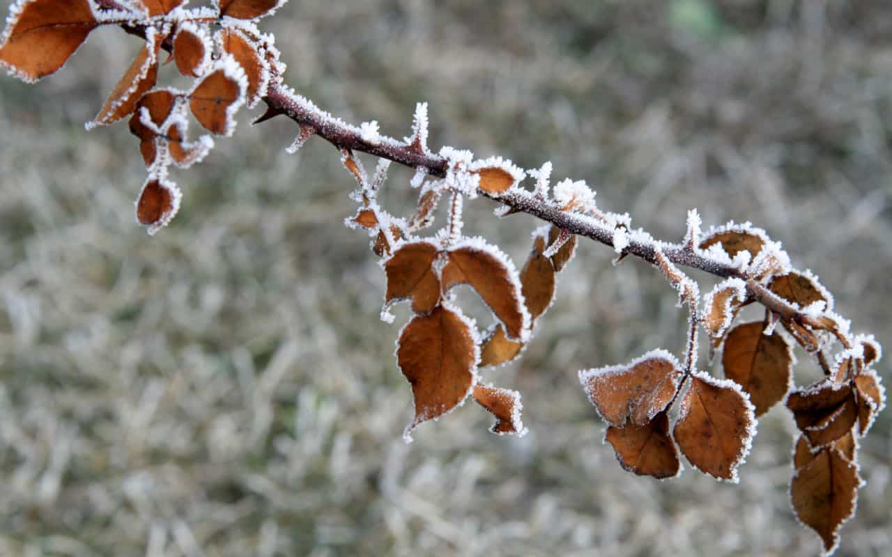 gelata - METEO DIRETTA: che freddo stamattina! Estese GELATE