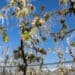 gelo Valtellina lombardia 75x75 - METEO curiosità: novembre è il mese più NEVOSO in Lombardia!